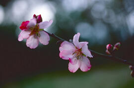 Ametller ("Prunus dulcis")