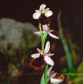 Mosca vermella ("Ophrys tenthredinifera")