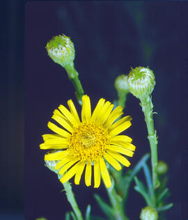 Rabasseta ("Jasonia tuberosa")