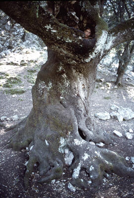 Alzina ("Quercus ilex") gegantina amb un nin