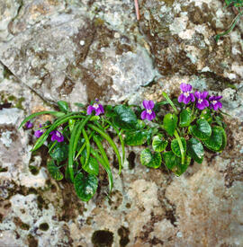 Viola d'olor ("Viola odorata")