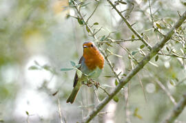 Rupit ("Erithacus rubecula")