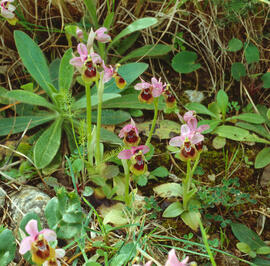 Abellera vermella ("Ophrys tenthredinifera")