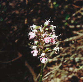 Orquídia ("Neotinea tridentata")