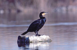 Corpatassa ("Phalacrocorax carbo")