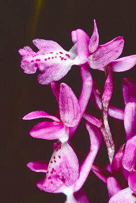 Orquídia ("Orchis mascula")