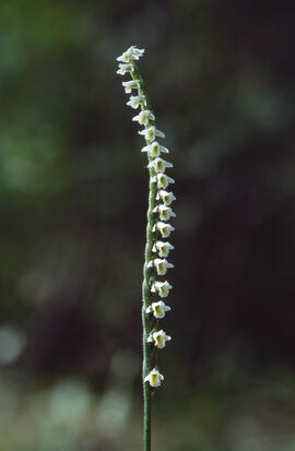 Orquídia de tardor ("Spiranthes spiralis")