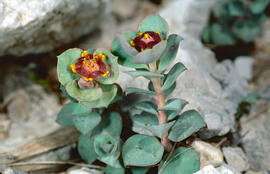 Floreta de pastor ("Euphorbia rigida")