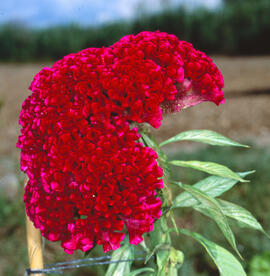 Vellutet ("Celosia argentea")