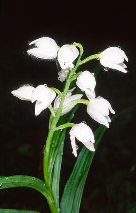 Curraià blanc ("Cephalanthera longifolia")