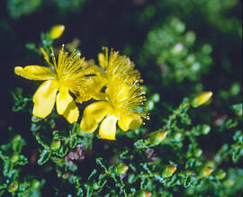 Estepa joana ("Hypericum balearicum")