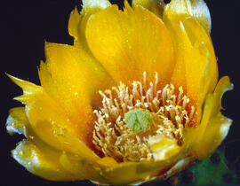 Figuera de moro ("Opuntia ficus-indica")