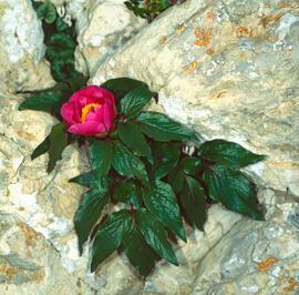 Peònia ("Paeonia mascula")
