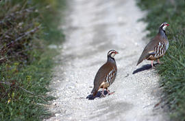 Perdiu ("Alectoris rufa")
