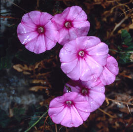 Corretjola de serp ("Convolvulus althaeoides")
