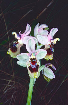 Mosca vermella ("Ophrys tenthredinifera")