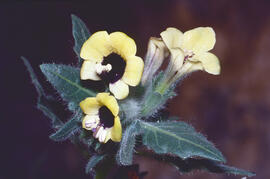 Capseta ("Hyoscyamus albus")