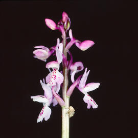Abellera banyuda ("Ophrys longicornu")