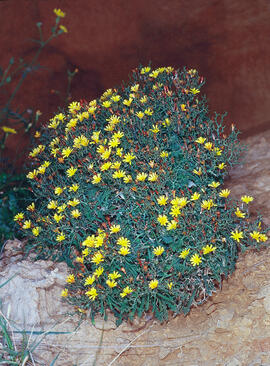 Gravit marí ("Pallenis maritima")