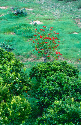 Ponsètia ("Euphorbia pulcherrima")