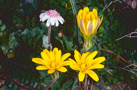 Margalides ("Bellis sylvestris" i "bellis perennis")