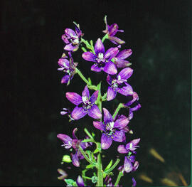 Matapoll ("Delphinium staphisagria")