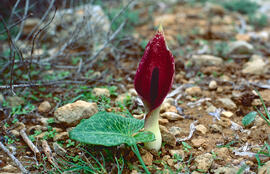 Àrum maculat ("Arum maculatum")