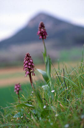 Mosques grosses ("Himantoglossum robertianum")