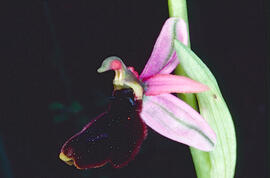 Orquídia ("Ophrys balearica")