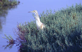 Quequí ("Ardeola ralloides")