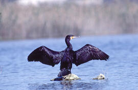 Corpatassa ("Phalacrocorax carbo")