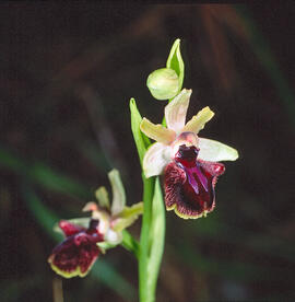 Mosca vermella ("Ophrys tenthredinifera")