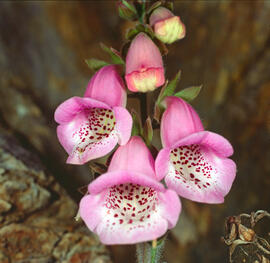 Dedalera ("Digitalis purpurea")