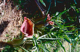Orella de porc ("Helicodiceros muscivorus")