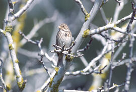 Sól·lera ("Emberiza calandra")