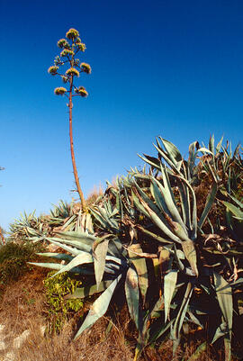 Donarda ("Agave americana")