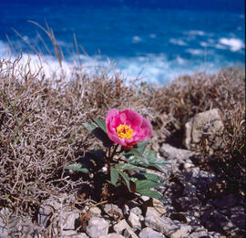Peònia ("Paeonia mascula")