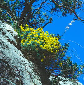 "Alyssum murale"