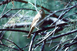 Picamosques ("Muscicapa striata")
