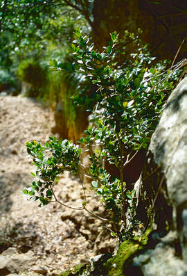 Murta ("Myrtus communis")