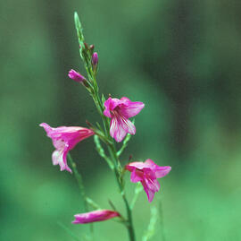 Gladiol ("Gladiolus illyricus")