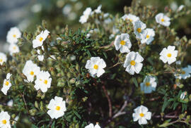 Estepa llimonenca ("Cistus monspeliensis")