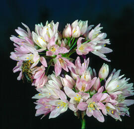 All de bruixa ("Allium roseum")