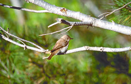 Picamosques ("Muscicapa striata")