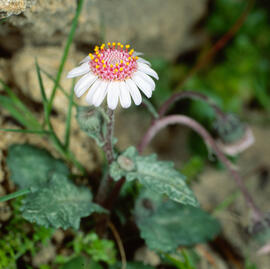 Margalideta de la mar ("Senecio rodriguezii")