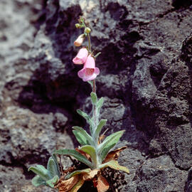 Dedalera ("Digitalis purpurea")