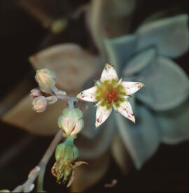 "Sedum dasyphyllum"