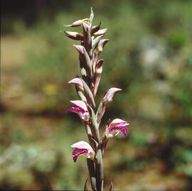Clavell ("Limodorum abortivum")
