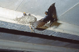 Oronella i el seu niu ("Hirundo rustica")