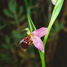 Abellera vermella ("Ophrys tenthredinifera")